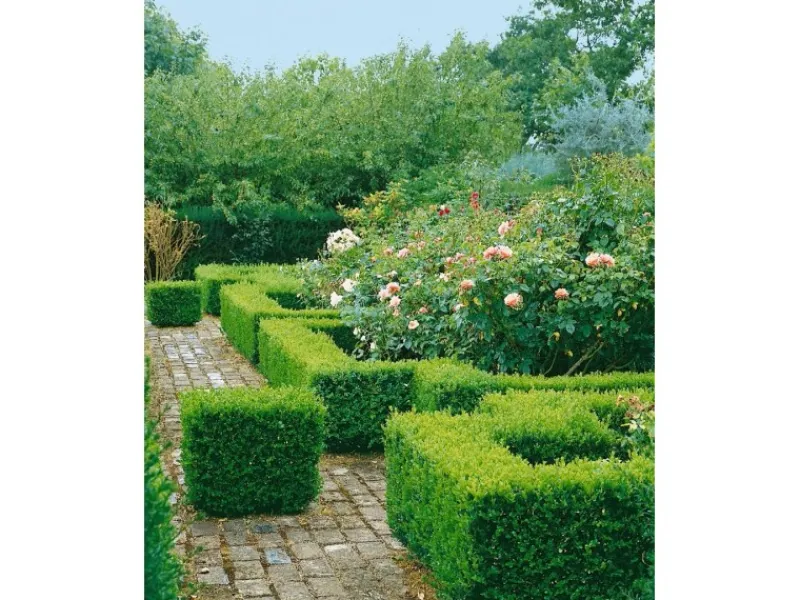 Hot Buxus sempervirens 'Suffruticosa' ca. 13 cm Topf