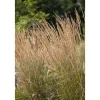Calamagrostis X Acutiflora Avalanche Ziergras Ca. 9X9 cm Topf< Töpfe