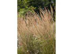 Calamagrostis X Acutiflora Avalanche Ziergras Ca. 9X9 cm Topf< Töpfe