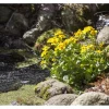 Clearance Caltha Palustris Sumpfdotterblume Ca. 9x9 cm Topf
