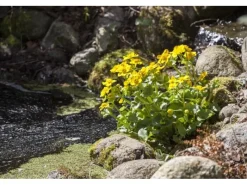 Clearance Caltha Palustris Sumpfdotterblume Ca. 9x9 cm Topf