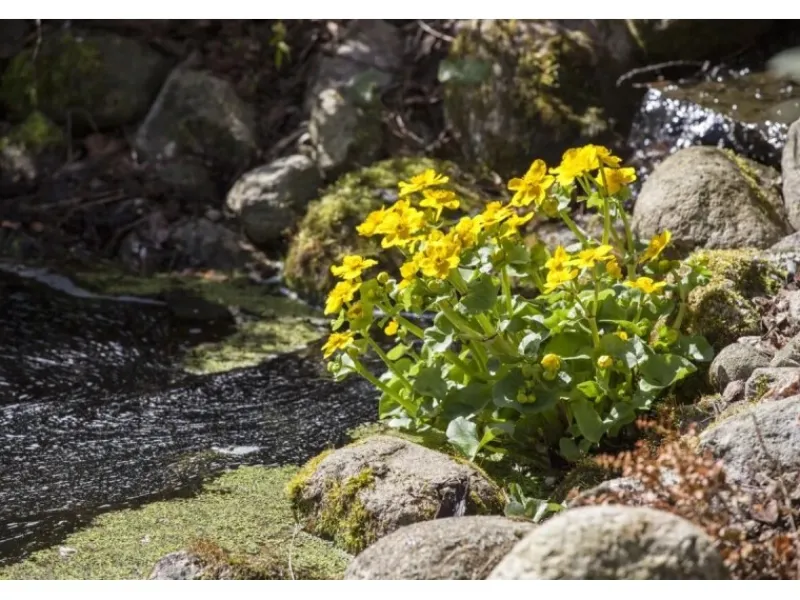 Clearance Caltha Palustris Sumpfdotterblume Ca. 9x9 cm Topf
