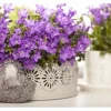 Campanula Portenschlagiana Polsterglockenblume Violett Ca. 9x9 cm Topf< Töpfe