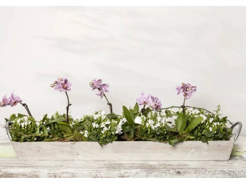 Campanula Portenschlagiana Polsterglockenblume Violett Ca. 9x9 cm Topf< Töpfe
