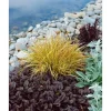 New Carex Sylvatica Wald-Segge Ca. 9x9 cm Topf