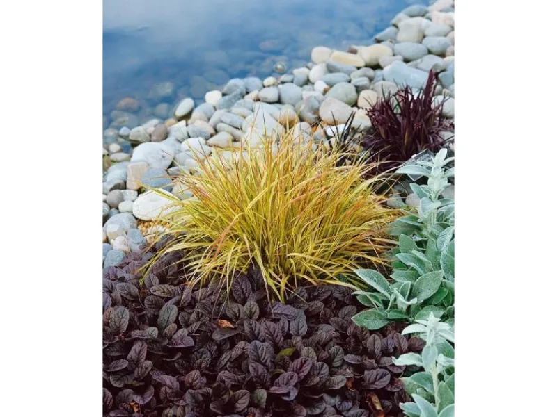 New Carex Sylvatica Wald-Segge Ca. 9x9 cm Topf