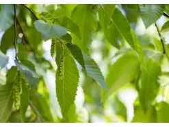Clearance Carpinus betulus 60-100 cm 3 Liter Topf