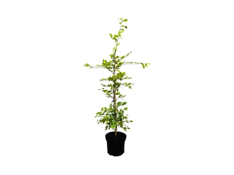 Sale Carpinus betulus 80-100 cm 3 Liter Topf