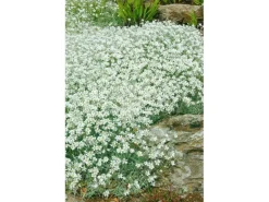 Töpfe<Cerastium Tomentosum Silberteppich Weiß Ca. 9x9 cm Topf