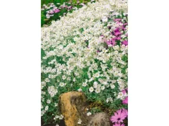 Töpfe<Cerastium Tomentosum Silberteppich Weiß Ca. 9x9 cm Topf