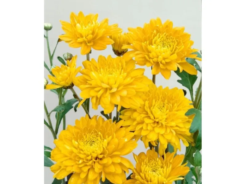 Töpfe<Chrysanthemum X Hort. Bienchen Gartenchrysantheme Ca. 9x9 cm Topf