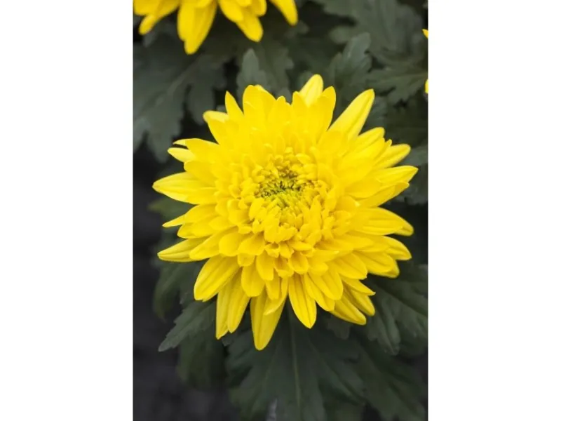 Töpfe<Chrysanthemum X Hort. Bienchen Gartenchrysantheme Ca. 9x9 cm Topf