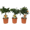 Töpfe<Citrus Mix Stamm Sortenauswahl Höhe ca. 20 - 40 cm Topf-Ø ca. 15 cm Citrus