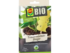 Compo BIO Trauermückenfänger 5 Stück.< Töpfe