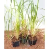 Töpfe<Cortaderia Selloana Pampasgras Silbrig-Weiß Ca. 12 cm Topf