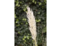 Töpfe<Cortaderia Selloana Pampasgras Silbrig-Weiß Ca. 12 cm Topf