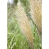 Töpfe<Cortaderia Selloana Pumila Pampasgras Kompakt Ca. 9x9 cm Topf