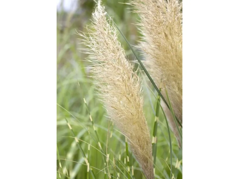 Töpfe<Cortaderia Selloana Pumila Pampasgras Kompakt Ca. 9x9 cm Topf