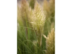 Töpfe<Cortaderia Selloana Pumila Pampasgras Kompakt Ca. 9x9 cm Topf