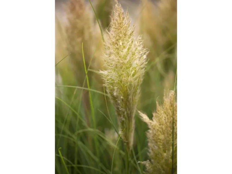 Töpfe<Cortaderia Selloana Pumila Pampasgras Kompakt Ca. 9x9 cm Topf