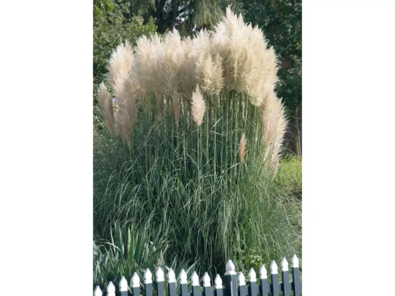 Cortaderia Selloana Sunningdale Silver Pampasgras Silbrig Ca. 11x11 cm Topf< Töpfe
