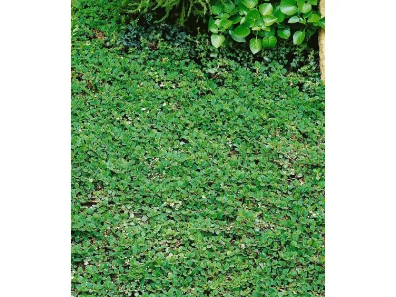 New Cotoneaster Dammeri Frieders Evergreen Immergrün Ca. 9x9 cm Topf