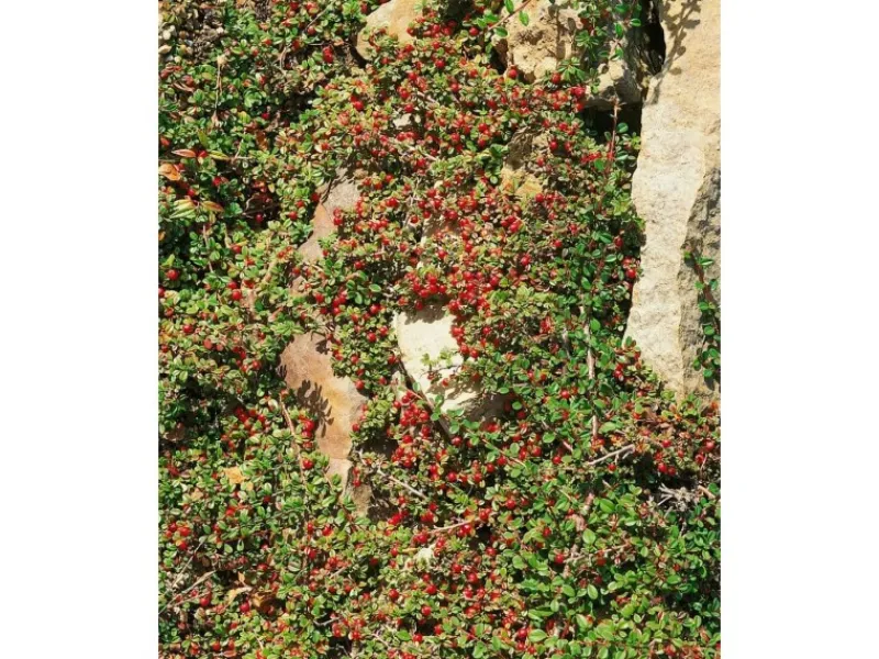 Hot Cotoneaster Microphyllus Streibs Findling Ca. 9x9 cm Topf Immergrün