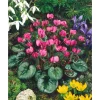 New Cyclamen Coum Ssp.coum Vorfrühlings-Alpenveilchen Ca. 9x9 cm Topf