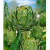 Online Cynara Scolymus Artischocke Ca. 11x11 cm Topf