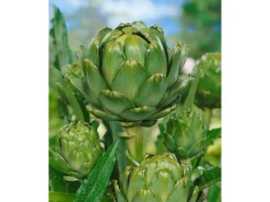 Online Cynara Scolymus Artischocke Ca. 11x11 cm Topf