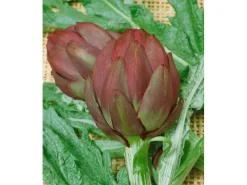 Online Cynara Scolymus Artischocke Ca. 11x11 cm Topf