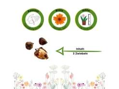 Deine Gartenwelt Glücksklee Zwiebeln Samen< Töpfe