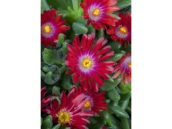 Delosperma Congestum Mittagsblume Gelb Ca. 9x9 cm Topf< Töpfe
