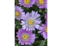 Delosperma Congestum Mittagsblume Gelb Ca. 9x9 cm Topf< Töpfe