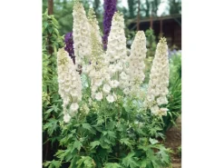 Töpfe<Delphinium Pacific Galahad Rittersporn Ca. 11x11 cm Topf