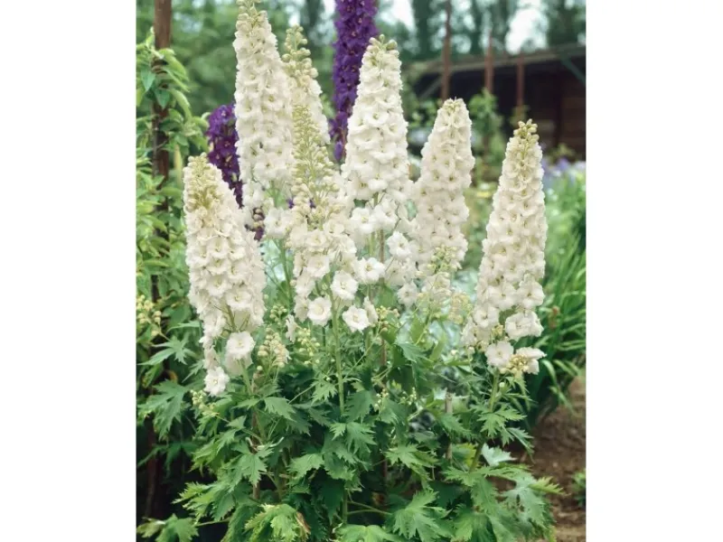Töpfe<Delphinium Pacific Galahad Rittersporn Ca. 11x11 cm Topf