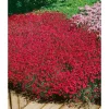 Clearance Dianthus Deltoides Brillant Heide Nelke Ca. 9x9 cm Topf
