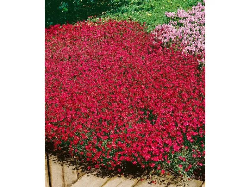 Clearance Dianthus Deltoides Brillant Heide Nelke Ca. 9x9 cm Topf