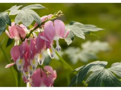 Clearance Dicentra Spectabilis Tränendes Herz Ca. 9x9 cm Topf