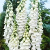 Töpfe<Digitalis Purpurea Alba Fingerhut Ca. 9x9 cm Topf
