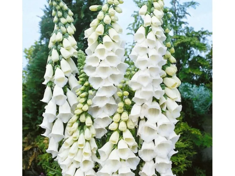 Töpfe<Digitalis Purpurea Alba Fingerhut Ca. 9x9 cm Topf