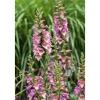 Sale Digitalis Purpurea Roter Fingerhut Ca. 9x9 cm Topf