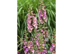 Sale Digitalis Purpurea Roter Fingerhut Ca. 9x9 cm Topf