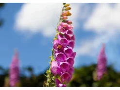 Sale Digitalis Purpurea Roter Fingerhut Ca. 9x9 cm Topf