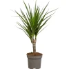 Töpfe<Drachenbaum Höhe ca. 115 cm Topf-Ø 24 cm Dracaena marginata