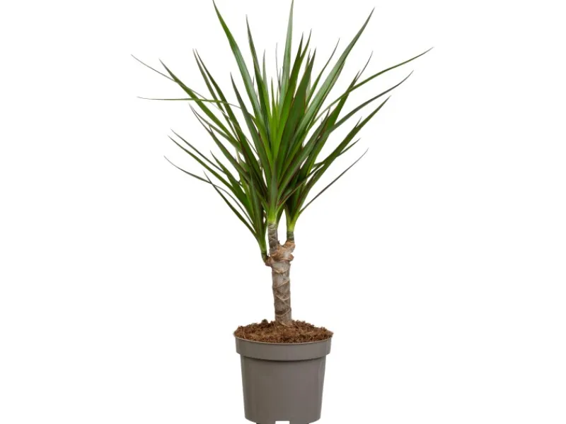 Töpfe<Drachenbaum Höhe ca. 115 cm Topf-Ø 24 cm Dracaena marginata