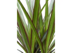Töpfe<Drachenbaum Höhe ca. 115 cm Topf-Ø 24 cm Dracaena marginata