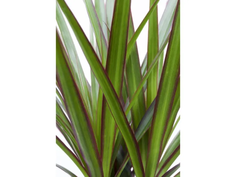 Töpfe<Drachenbaum Höhe ca. 115 cm Topf-Ø 24 cm Dracaena marginata