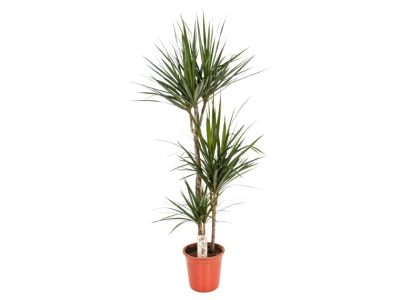 Töpfe<Drachenbaum Höhe ca. 115 cm Topf-Ø 24 cm Dracaena marginata
