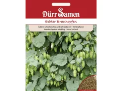 Dürr Samen Echter Brauhopfen Saatgut< Töpfe